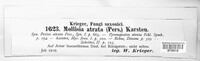 Pyrenopeziza atrata image